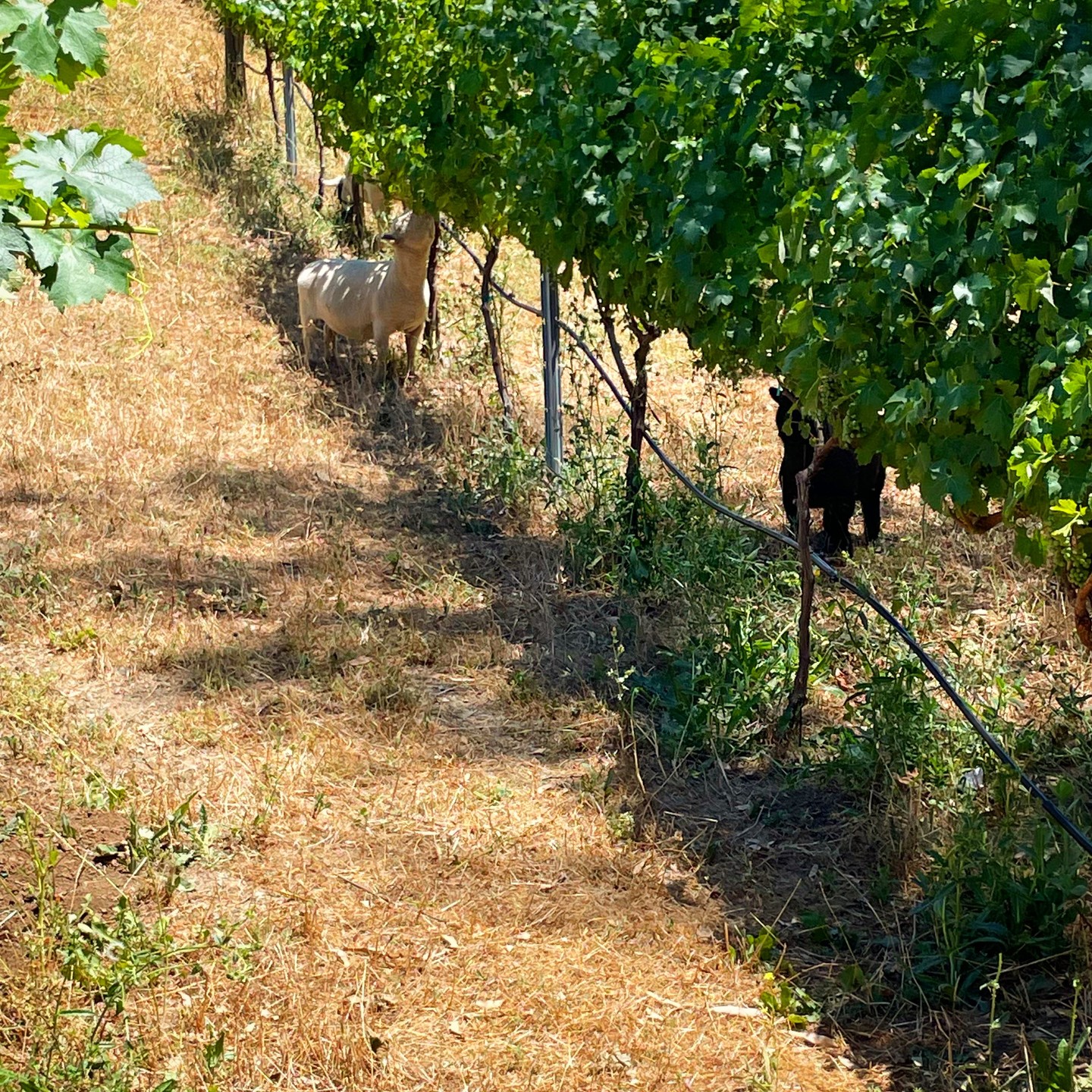 #babydollsheep Grazing the Vineyard! Keeping it clean and Fertilized. @twodrunkowls #sustainablefarming
