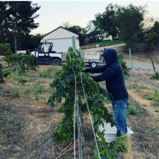 Sangiovese To Wine