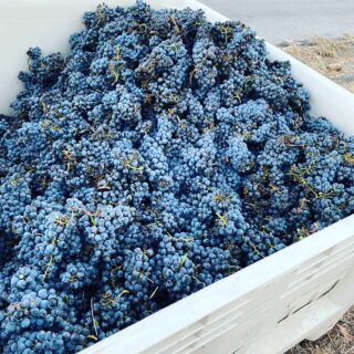Sangiovese Harvest
