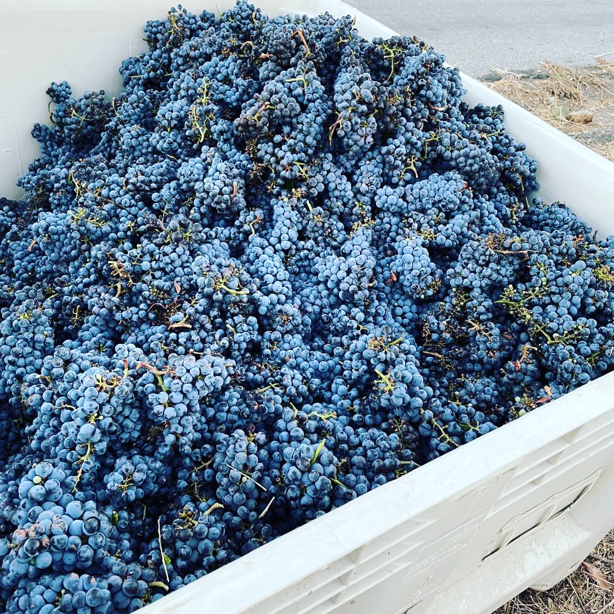 Sangiovese Harvest